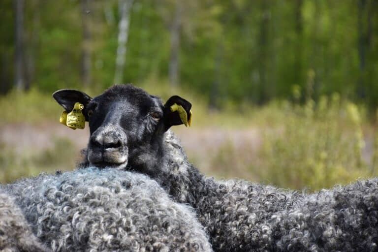 Ett svart får med gula öronbrickor står bland andra ulliga får framför en suddig skogsbakgrund.
